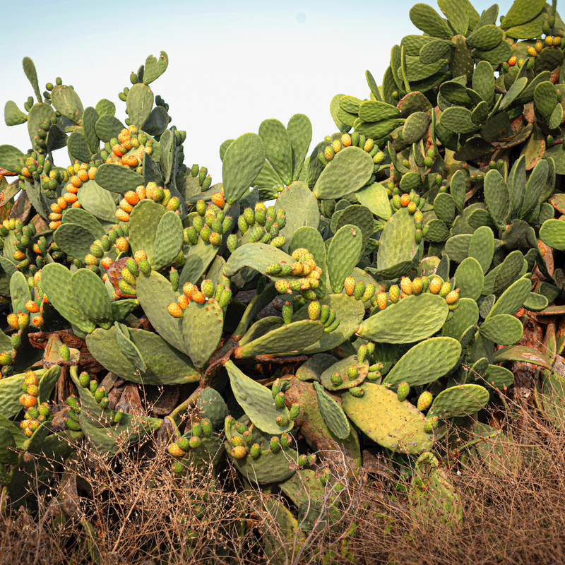 FORTE RIGENERANTE Prickly Pear Face Cream