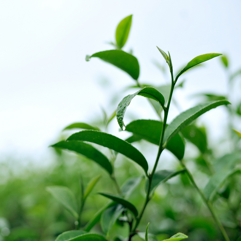 Plant Profusion Energetic Eye Cream